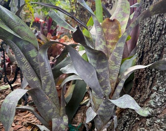xCanmea ‘Galaxy’ bromeliad plant