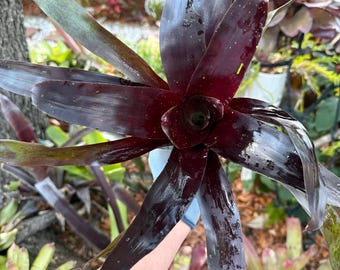 Neoregelia ‘Midnight’ bromeliad plant