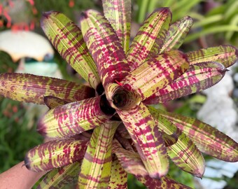 Neoregelia ‘Captain Moxley’s Shadow ’ bromeliad plant
