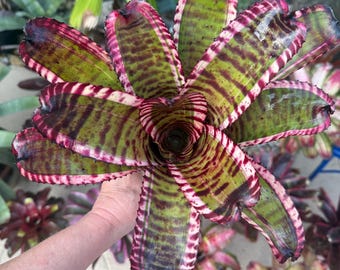 Neoregelia ‘Lightening Bolt’ bromeliad plant