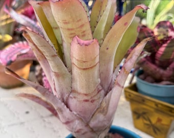 Aechmea ‘Vaquero’