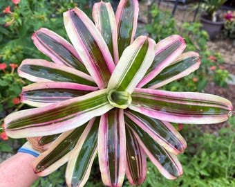 Neoregelia ‘Matilde’ bromeliad plant