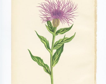 Vintage Botanical Book Plate, Floral Illustration