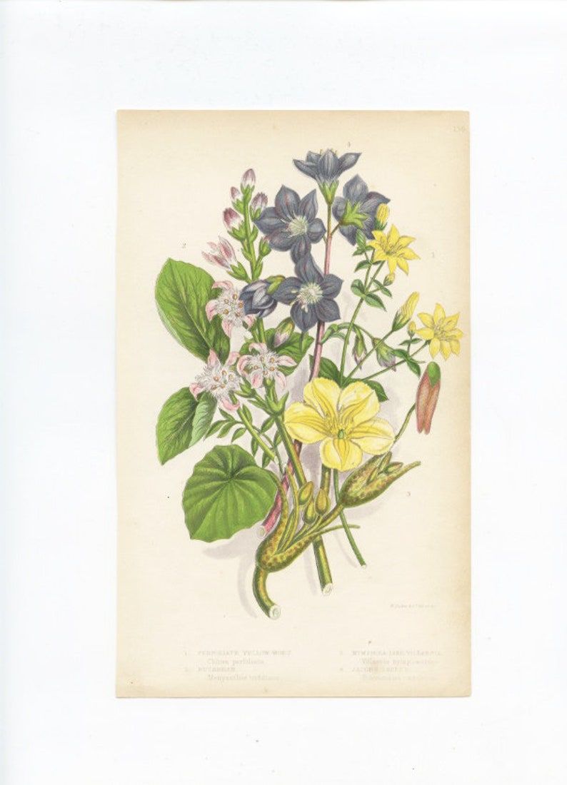 Vintage Botanical Book Plate image 1