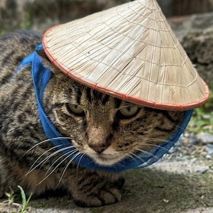 May include: A brown tabby cat wearing a conical straw hat with a red rim and a bright blue fabric collar. The cat has dark stripes, green eyes, and long white whiskers. The hat is woven from light-coloured straw and sits atop the cat's head.