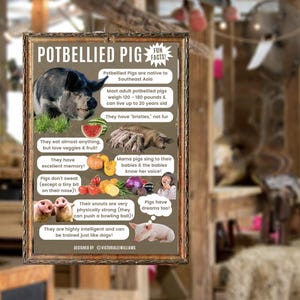 May include: A colourful illustrated poster featuring a cartoon potbellied pig and information about potbellied pigs. The poster is titled "Potbellied Pig Fun Facts!" and includes facts about their diet, size, and personality. The poster is designed by Victoriale Williams.