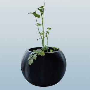 Könnte beinhalten: Eine kleine grüne Pflanze, die in einem schwarzen runden Topf wächst. Der Topf ist glatt und hat eine matte Oberfläche.