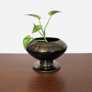 May include: A small potted plant with green leaves in a black and gold ceramic planter with a wide base.
