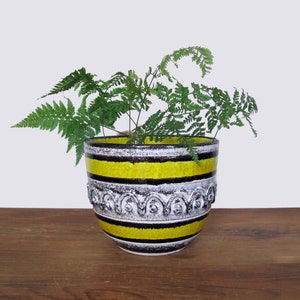 May include: A yellow and black striped ceramic planter with a white decorative design around the rim. The planter is filled with a green fern plant.
