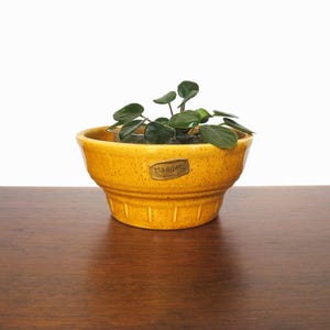 May include: A small, round, yellow ceramic planter with a green plant. The planter has a textured surface and a decorative band near the base. The plant has small, round, green leaves. The planter has a small label that says "Haeger".