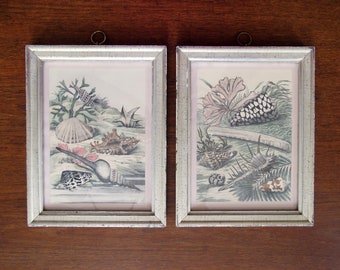 Vintage Pair of Framed Borghese Seashell Prints Hand Colored