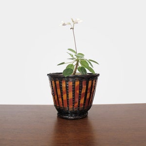 May include: A small white flowering plant in a brown and black striped woven basket.