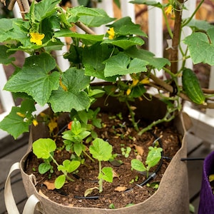 Smart Pot Fabric Planter: Breathable Heavy Duty Grow Bag (5-Gallon)