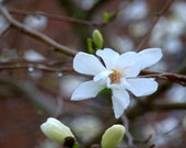 White Blossom