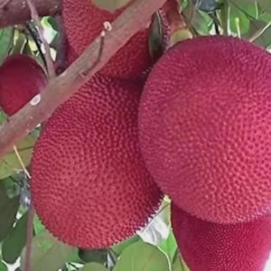 May include: Several large, round, deep red jackfruits with a bumpy, textured exterior skin hanging from a sturdy brown tree branch. The fruits are surrounded by dark green, oval-shaped leaves, showcasing the natural growth of the fruit on the tree.
