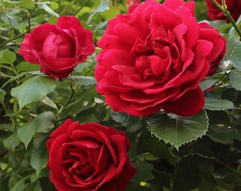 May include: Close-up of vibrant red roses in various stages of bloom. The fully opened rose displays multiple layers of petals, while others are still budding. Lush green leaves surround the flowers, creating a natural and colorful scene.