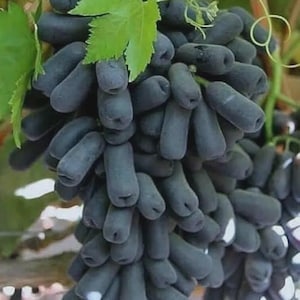 RARE MOON DROP Seedless Grape Vine - 5 unrooted cuttings for rooting or grafting