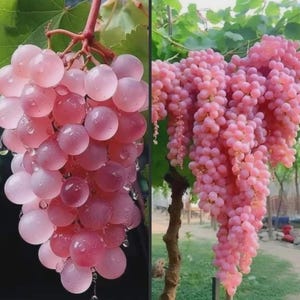 May include: Two images of pink grapes. The left image shows a close-up of a bunch of grapes with water droplets. The right image shows a large bunch of grapes hanging from a vine. The grapes are a light pink color.