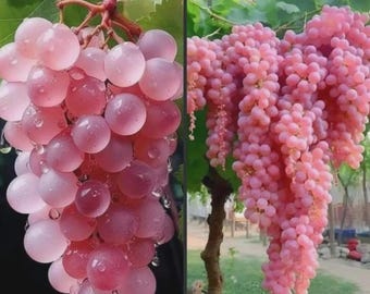 May include: Two images of pink grapes. The left image shows a close-up of a bunch of grapes with water droplets. The right image shows a large bunch of grapes hanging from a vine. The grapes are a light pink color.