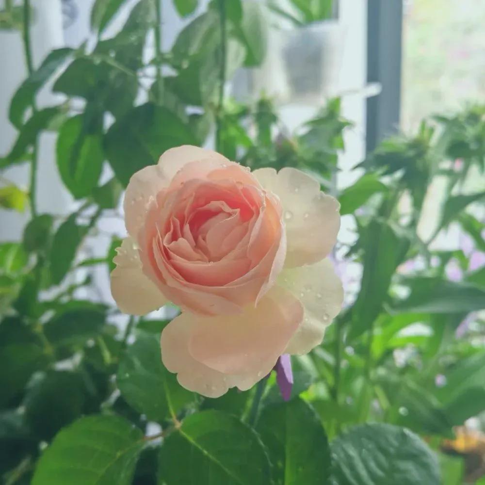 SUPER RARE Chiffon Roses - 3 Unrooted Cuttings for Rooting or Grafting ...