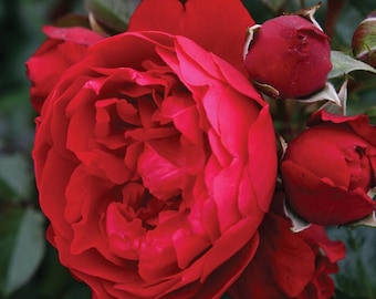May include: Close-up of a vibrant red rose in full bloom, surrounded by several buds and dark green leaves. The petals of the rose are tightly packed, creating a lush, textured appearance. The image showcases the beauty of a classic flower.
