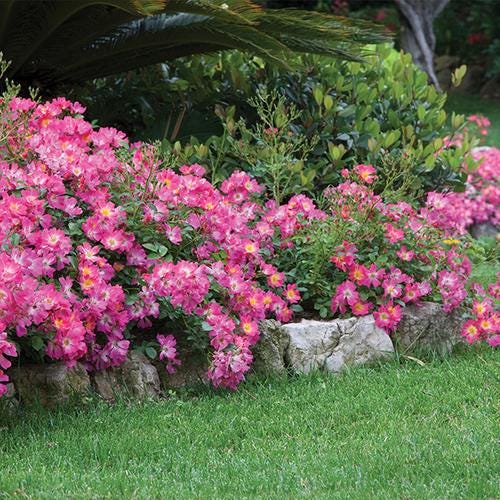 SUPER RARE Home Run Roses - 3 Unrooted Cuttings for Rooting or Grafting ...