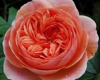 SUPER RARE Chippendale Rose - 3 unrooted cuttings for rooting or grafting