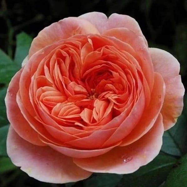 Rosa Chippendale SÚPER RARA - 3 esquejes sin raíz para enraizar o injertar