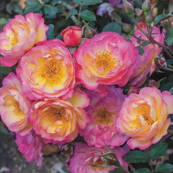 SUPER RARE Home Run Roses - 3 Unrooted Cuttings for Rooting or Grafting ...