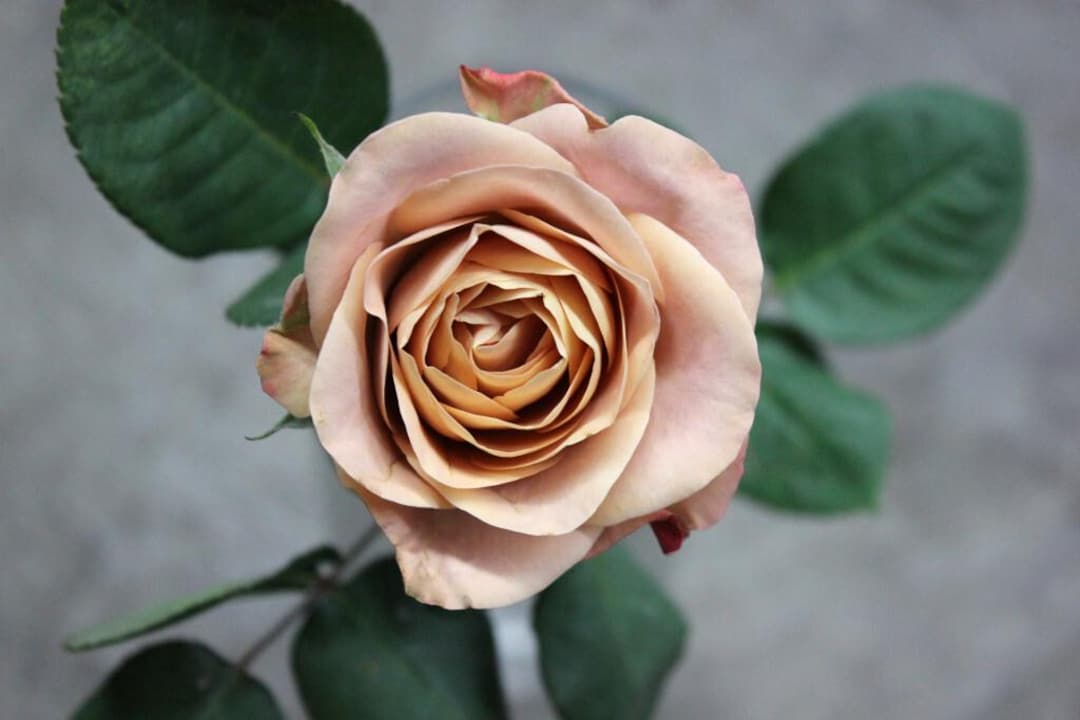 SUPER RARE Cappuccino Roses - 3 Unrooted Cuttings for Rooting or ...