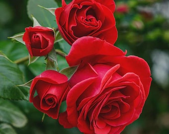 May include: A close-up of vibrant red roses in various stages of bloom. The image showcases three fully opened roses and a bud, all with velvety petals. Green leaves provide a contrasting backdrop, highlighting the rich red color of the flowers.