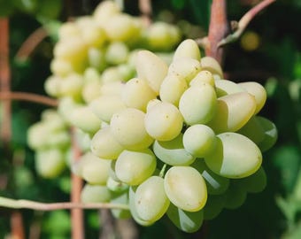 1 VERY RARE Cotton candy grape plant Big Sweet Organic