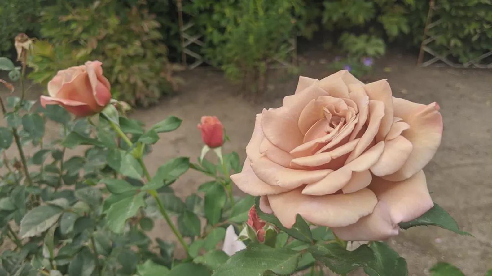 Rose Rhd SUPER RARE Koko Loka Roses - 3 Unrooted Cuttings for Rooting or ...