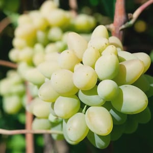 May include: Close-up of a cluster of ripe green grapes. The grapes are oval-shaped and vary in shades of green and yellow. The background is blurred, with green leaves and brown vines visible.