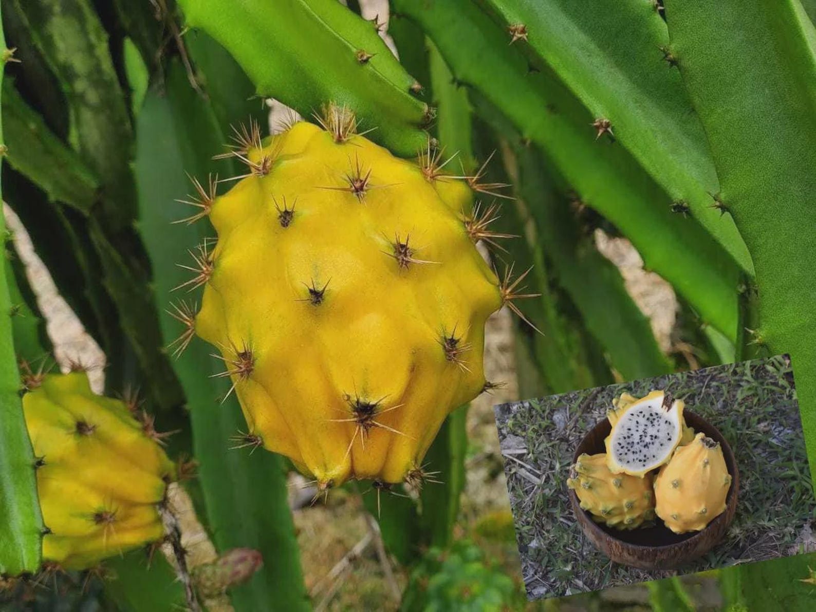 1 RARE BIG Live Pitaya YELLOW Dragon Fruit Tree Rooted in Soil 5 to 8