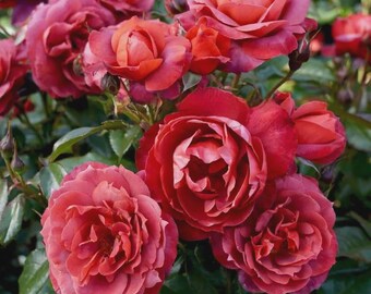 May include: A cluster of blooming roses in various shades of red and pink. The flowers have multiple layers of petals, with some fully open and others in bud. Green leaves provide a backdrop to the vibrant blooms.