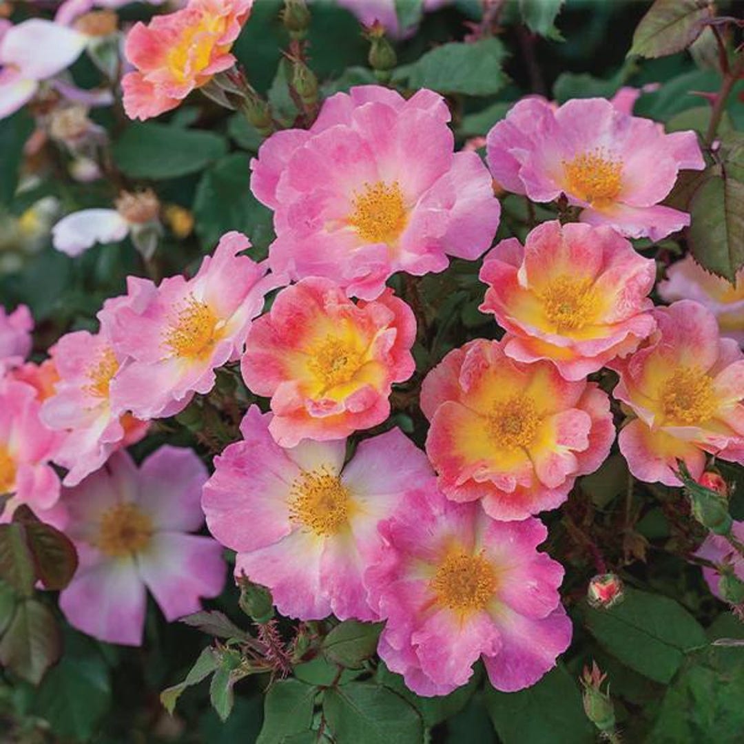 SUPER RARE Home Run Roses - 3 Unrooted Cuttings for Rooting or Grafting ...