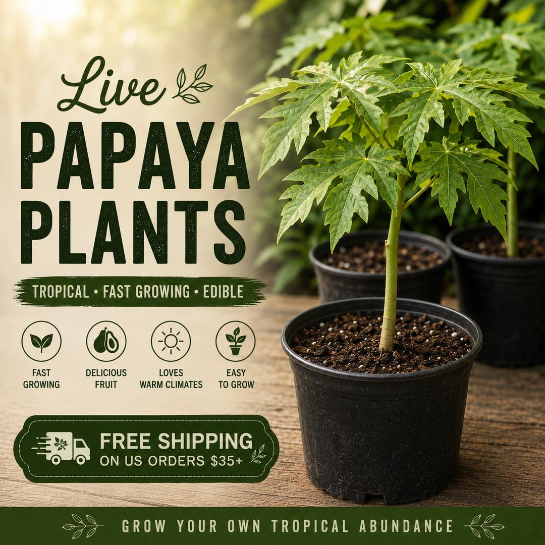Live Papaya Plant | Tropical Fruit Tree | Fast Growing Edible Plant | Grow Your Own Food - Etsy Poland