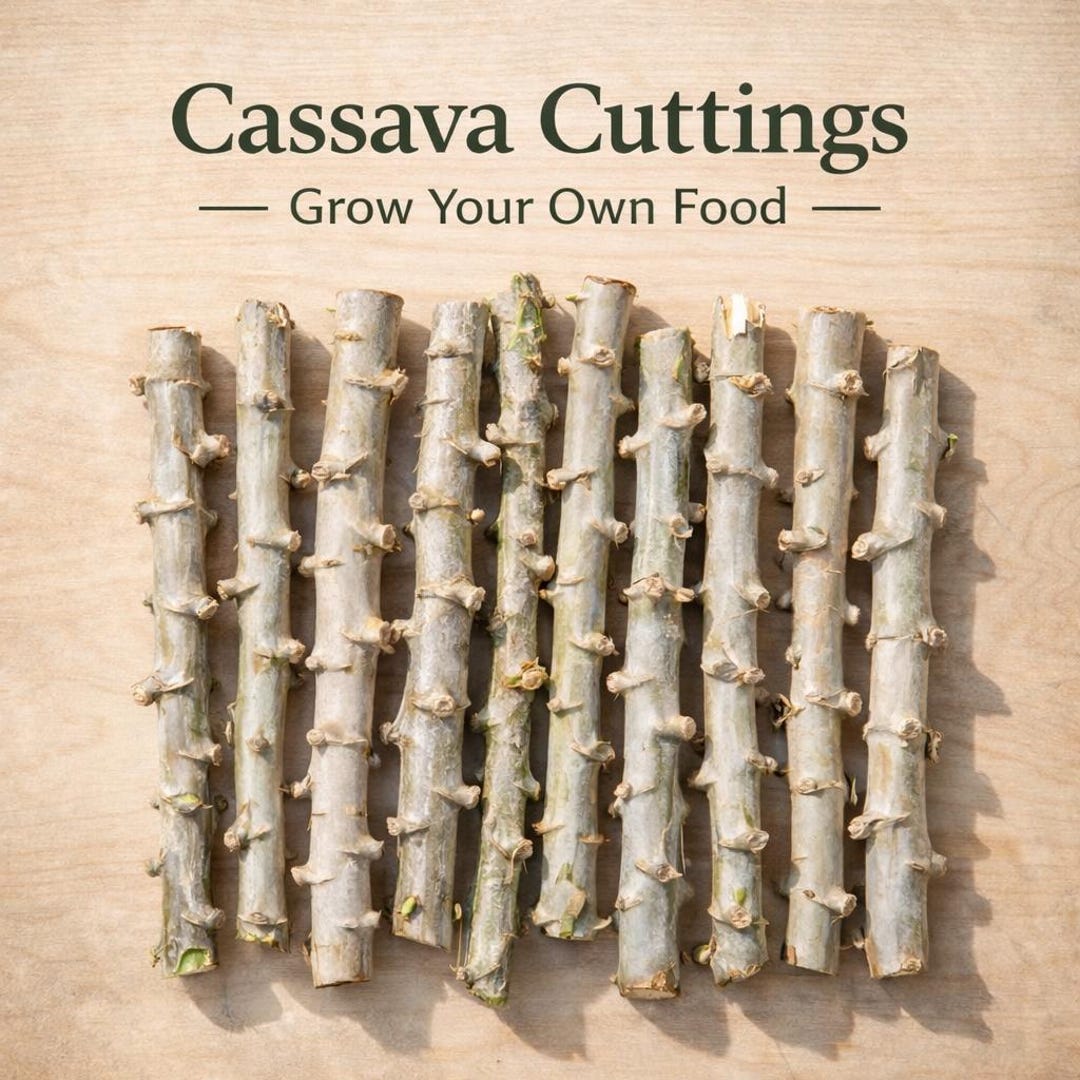 Organic Cassava Cuttings for Planting (yuca) | Pesticide-free | Grow Your Own Food | Tropical Root Crop - Etsy