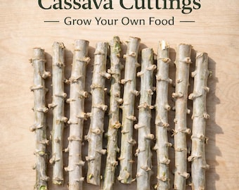 Organic Cassava Cuttings for Planting (Yuca) | Pesticide-Free | Grow Your Own Food | Tropical Root Crop