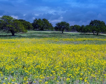 Texas Wildflowers