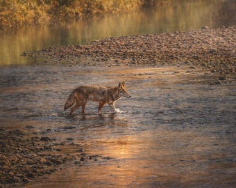 Coyote Wall Art – Salt River Wildlife Photography – Sonoran Desert Nature Print