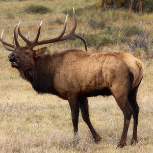 Vocal Sentinel of the Rockies