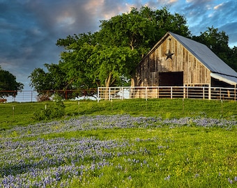 Texas Barn and Bluebonnets