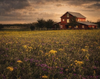 Texas Wildflower Field with Red Barn – Rustic Farmhouse Wall Art Print