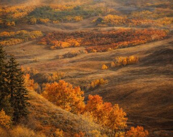 Amber Canopy over Colorado Hills