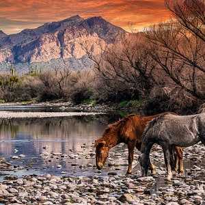 Sunset Reflections of Salt River Horses