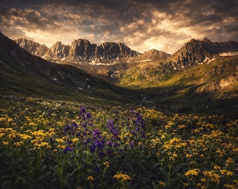 Mountain Wildflower Wall Art – Colorado Landscape Photography – Rustic Nature Decor Print