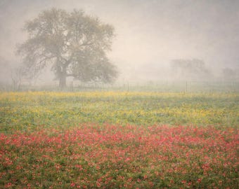 Texas Wildflower Field Photo – Foggy Landscape Wall Art – Misty Morning Nature Print