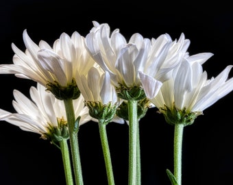 White Flower III